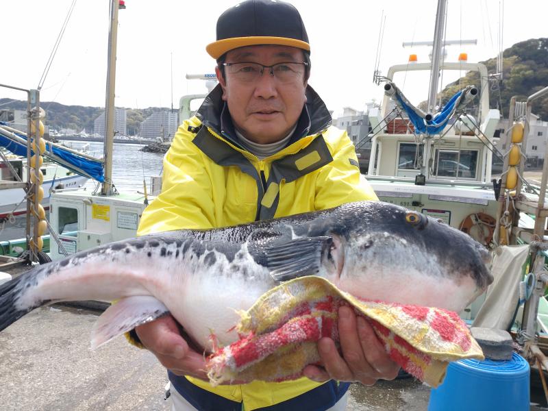 トラフグ釣り好調です！！2枚目
