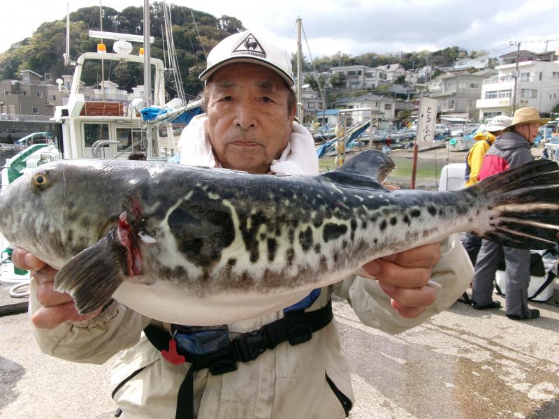 トラフグ釣り好調です！！3枚目