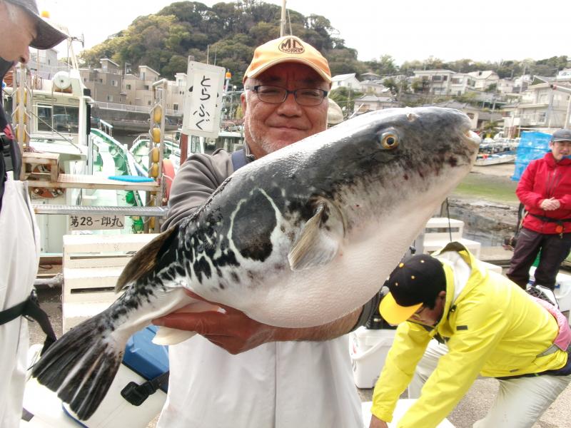トラフグ釣り好調です！！4枚目