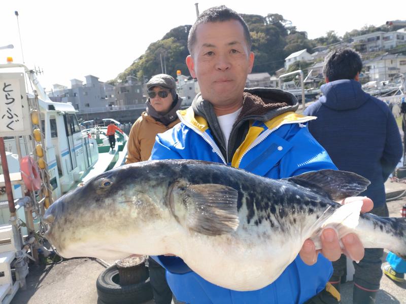 とらふぐ釣り好調です！！2枚目