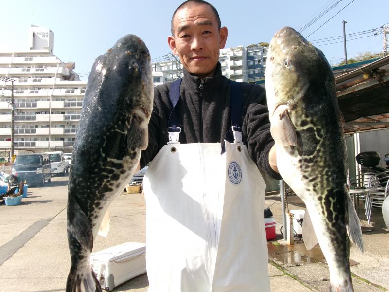 とらふぐ釣り1枚目