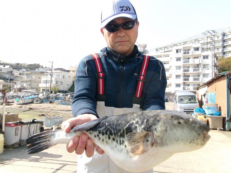 とらふぐ釣り4枚目