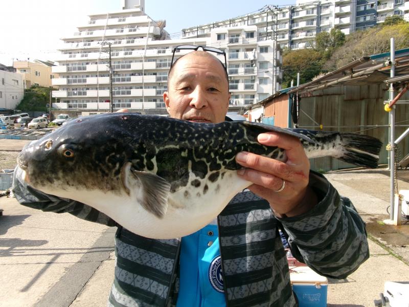 とらふぐ釣り5枚目