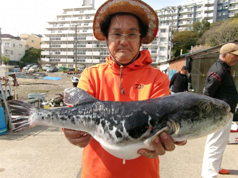 とらふぐ釣り2枚目