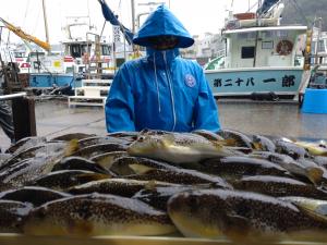 ふぐ釣り好調です！！
