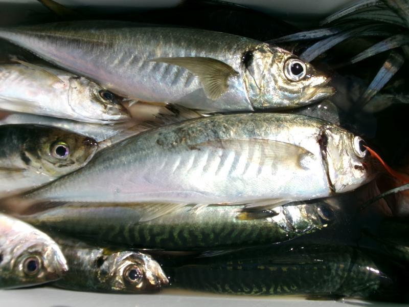 タチウオアジリレー釣り4枚目