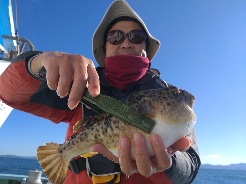 ふぐ釣り好調です！！4枚目
