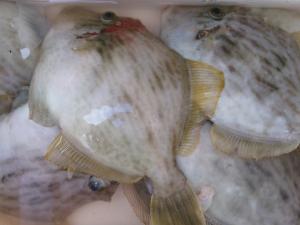 カワハギ釣り