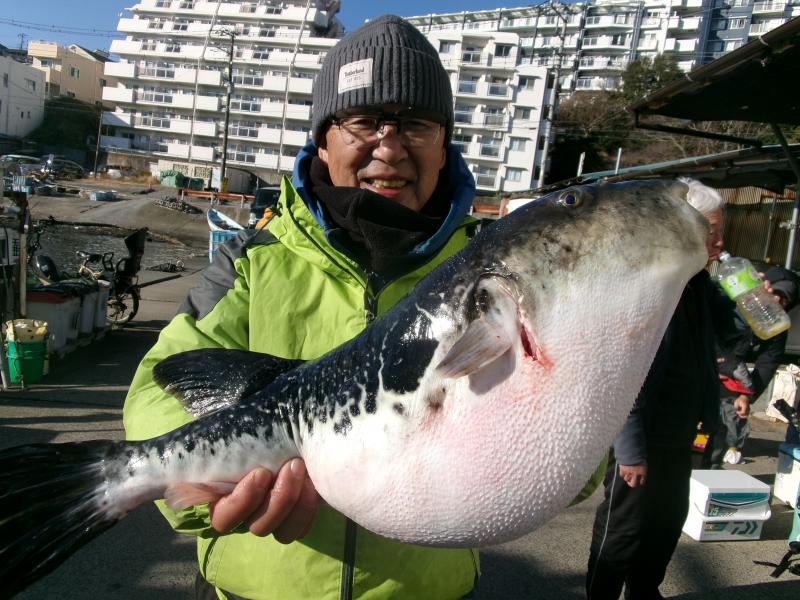 トラフグ好調です！！2枚目