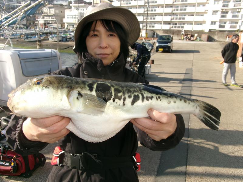 トラフグ釣り好調です！！2枚目