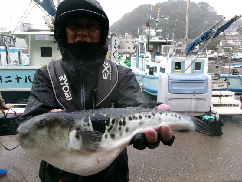 トラフグ釣り1枚目