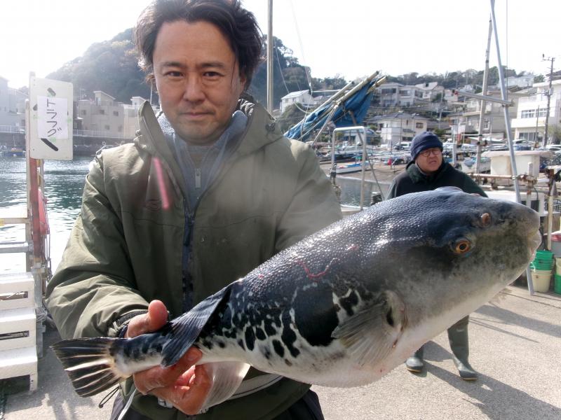 トラフグ釣り3枚目