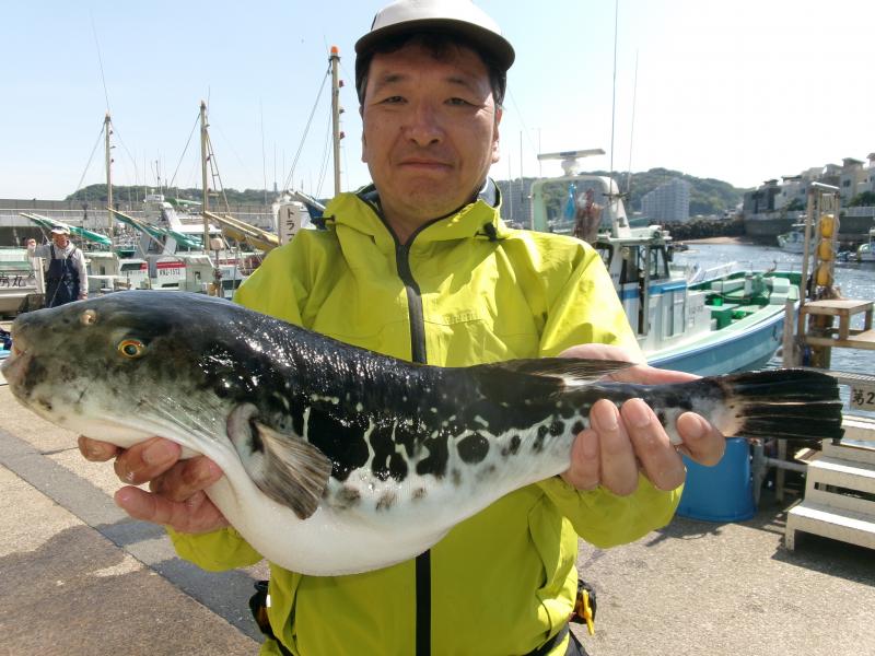 トラフグ釣り好調です！！3枚目