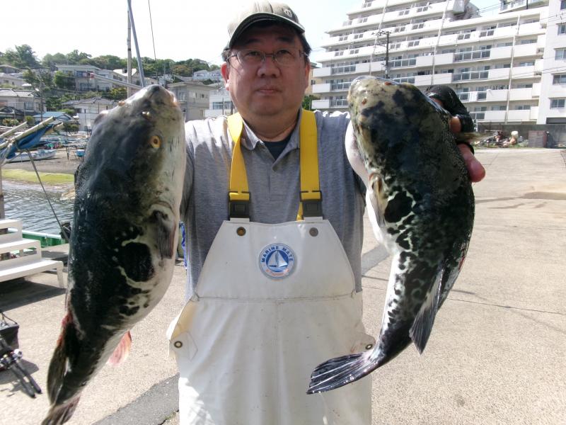 トラフグ釣り1枚目
