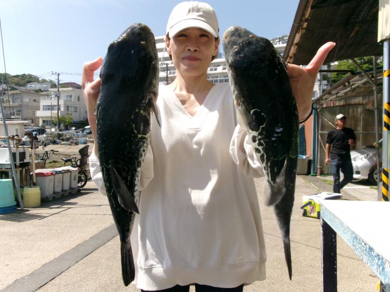 トラフグ釣り1枚目