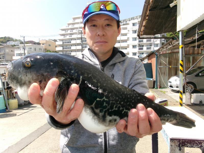 トラフグ釣り3枚目