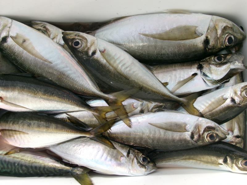 タチウオアジリレー3枚目