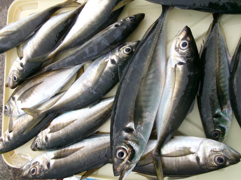 タチウオ・アジリレー4枚目