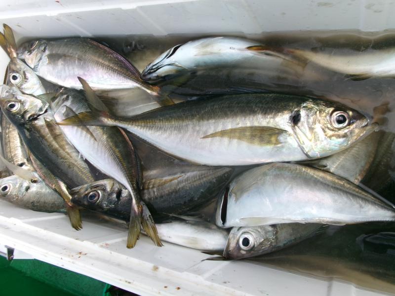 タチウオアジリレー3枚目