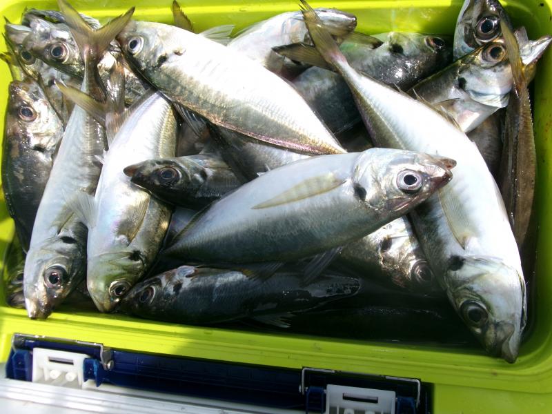 タチウオアジリレー3枚目