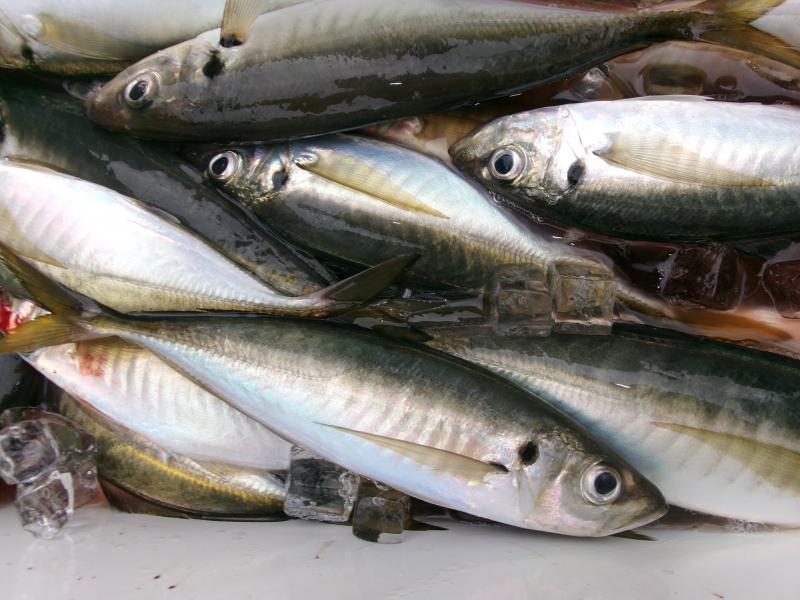 タチウオアジリレー3枚目