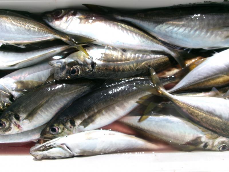 タチウオアジリレー4枚目