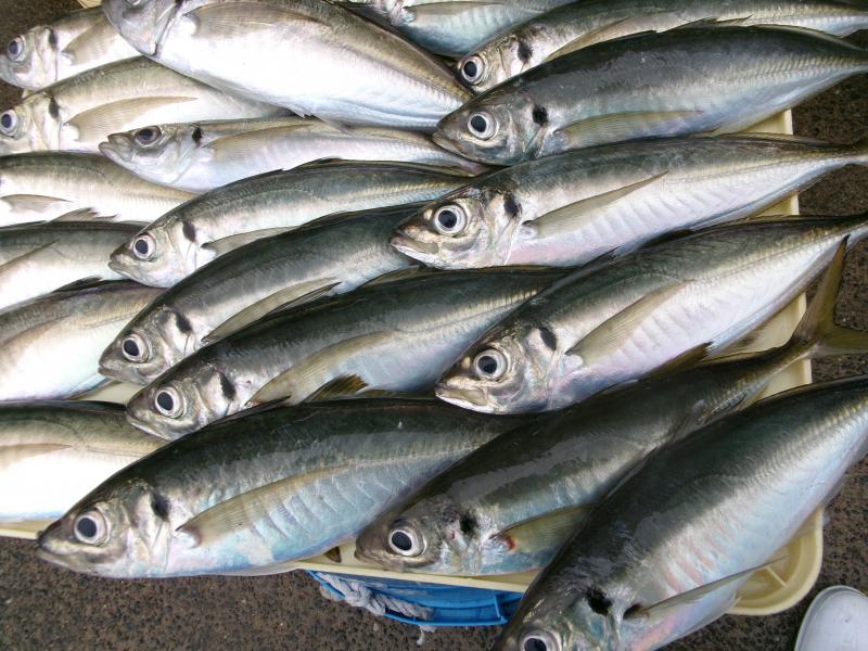 タチウオアジリレー3枚目