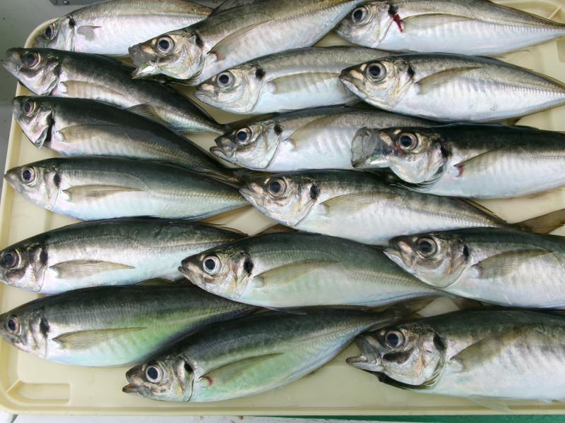 タチウオアジリレー2枚目