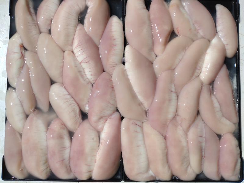 ふぐ釣り好調です！！2枚目