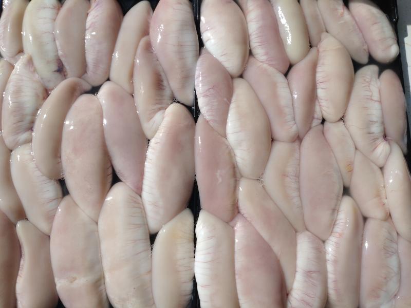 ふぐ釣り好調です！！2枚目