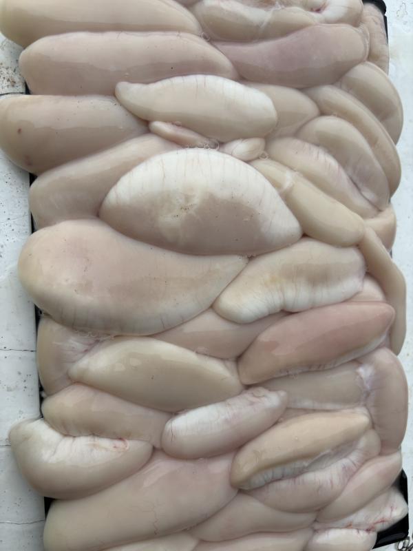 ふぐ釣り好調です！！2枚目