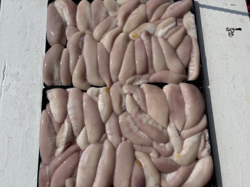 ふぐ釣り好調です！！2枚目