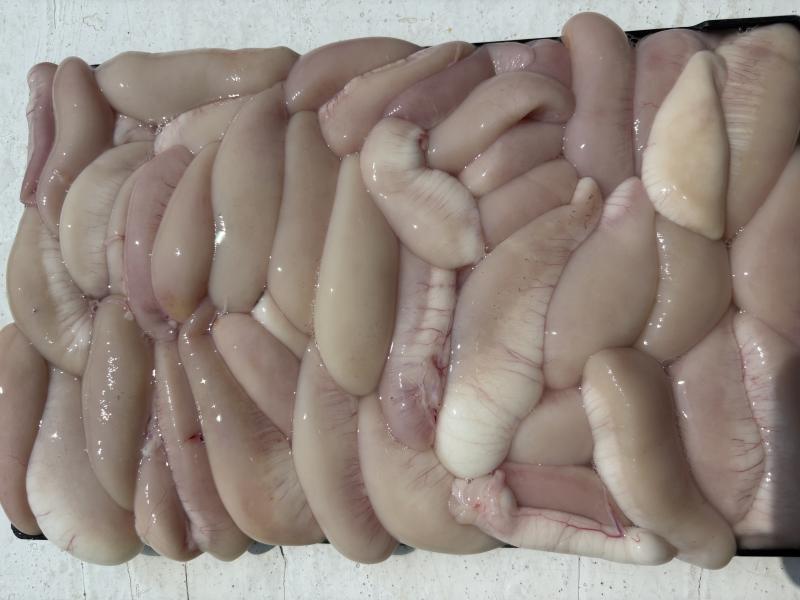 ふぐ釣り好調です！！2枚目