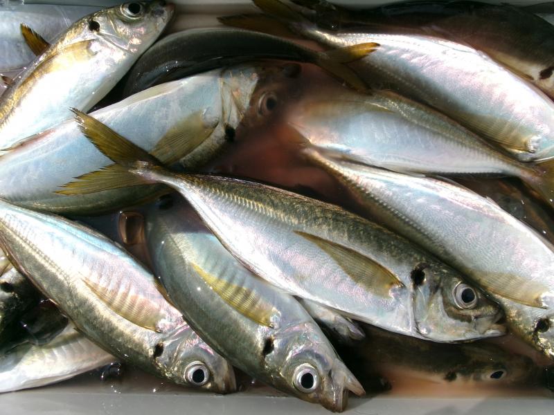 タチウオアジリレー3枚目