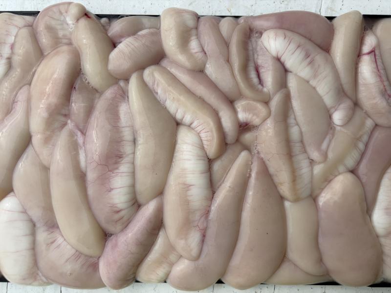 ふぐ釣り好調です！！2枚目