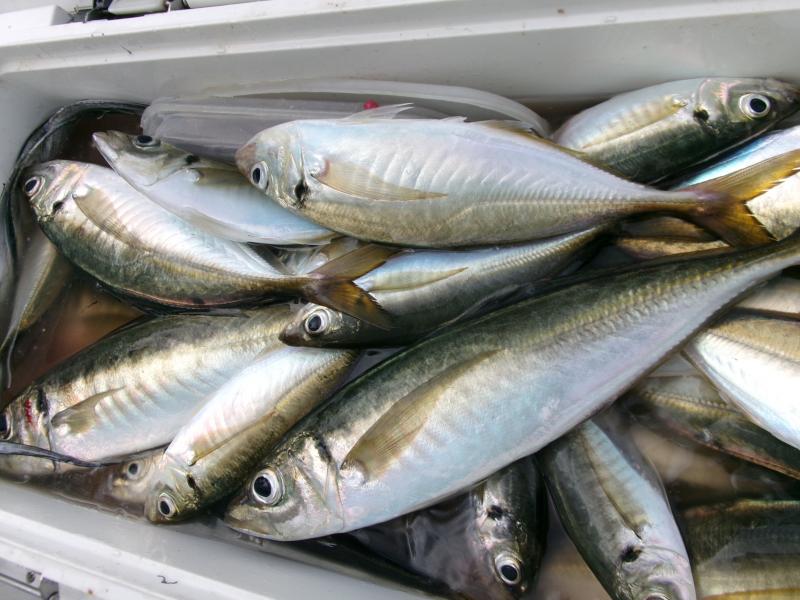 タチウオアジリレー4枚目