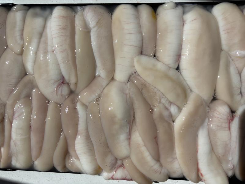 ふぐ釣り好調です！！2枚目