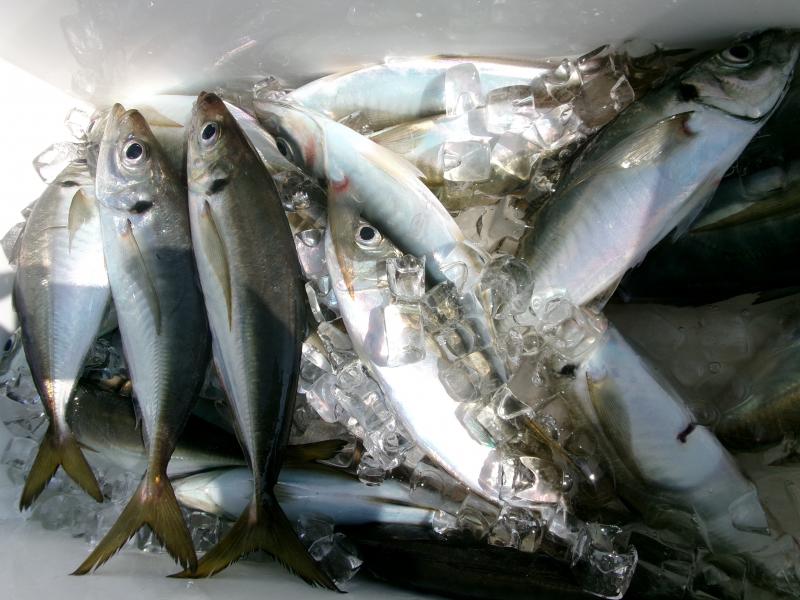 タチウオアジリレー3枚目