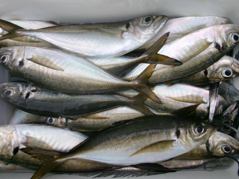 タチウオアジリレー3枚目