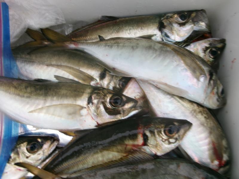 タチウオアジリレー3枚目