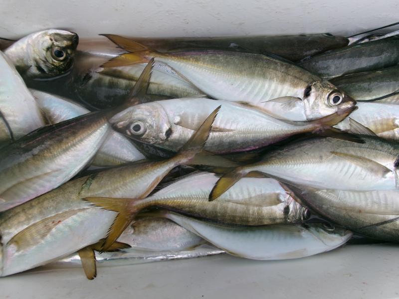 タチウオアジリレー3枚目