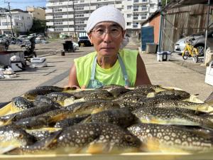 ふぐ釣り好調です！！
