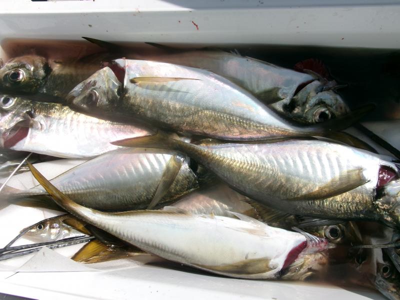 タチウオアジリレー3枚目