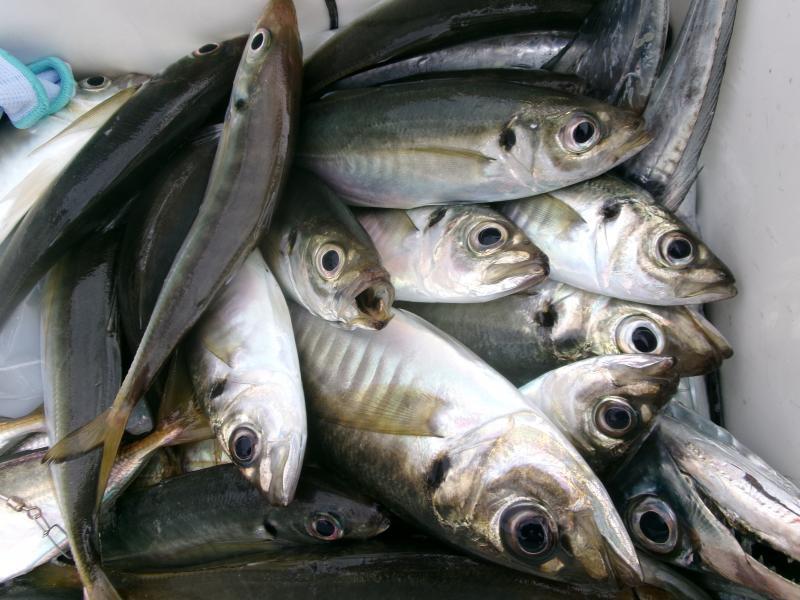 タチウオアジリレー3枚目