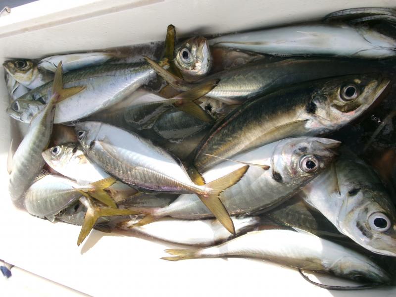 タチウオアジリレー3枚目