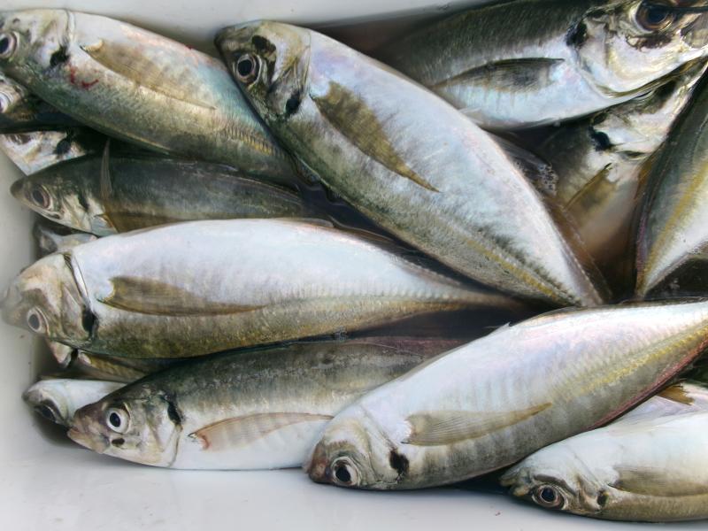 タチウオアジリレー3枚目