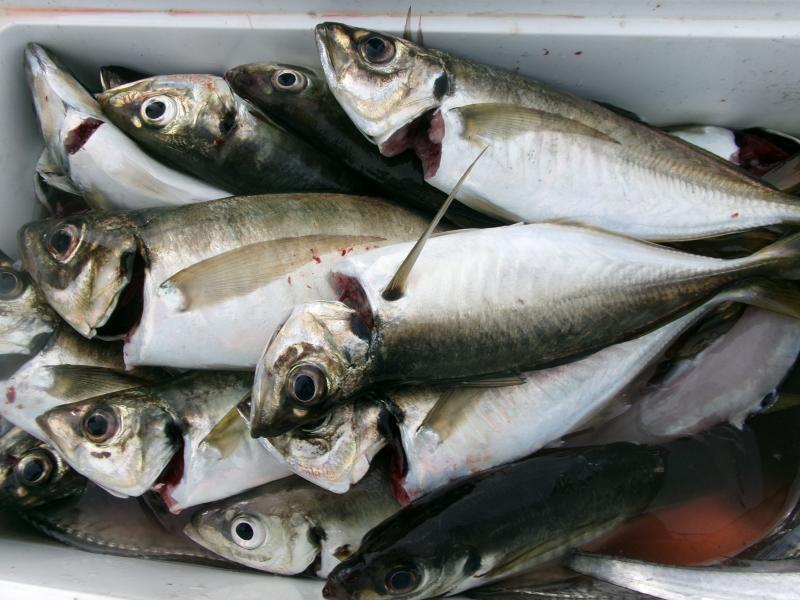 タチウオアジリレー4枚目