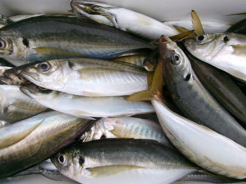 タチウオアジリレー3枚目