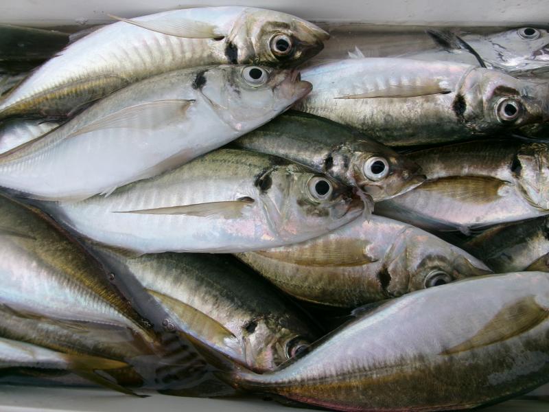 タチウオアジリレー3枚目