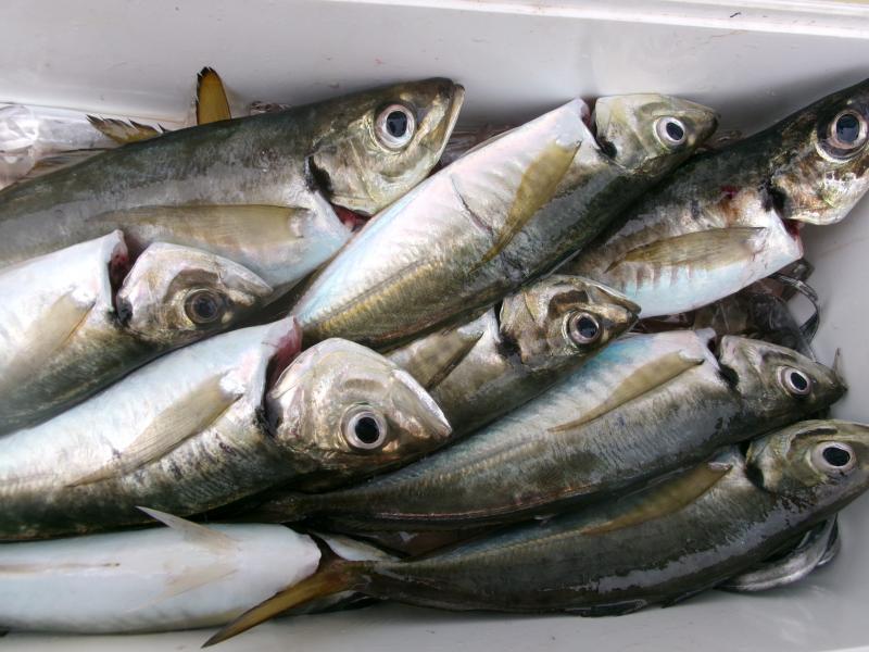 タチウオアジリレー2枚目